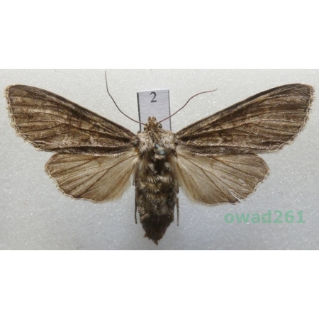 Polia nebulosa (Hufnagel, 1766) Czech2